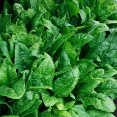 HYBRID SPINACH, PLYMOUTH