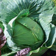 HYBRID CABBAGE, PRIME TOP