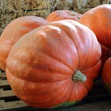 HYBRID PUMPKIN, PRIZEWINNER