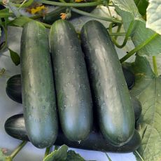 HYBRID CUCUMBER, RACEWAY