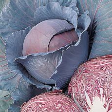 HYBRID CABBAGE, RED DYNASTY