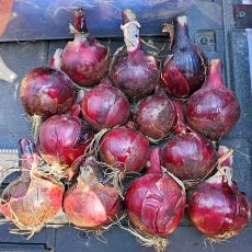 HYBRID ONION, RED GARCIA