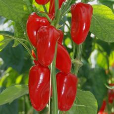 HYBRID PEPPER, RED SWEETIE