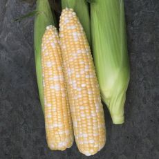 HYBRID SWEET CORN, REMEDY ATTRIBUTE II