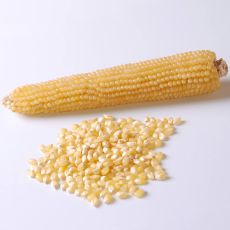 HYBRID POPCORN, ROBUST R98114W