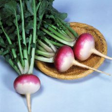 HYBRID TURNIP, ROYAL CROWN