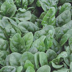 HYBRID SPINACH, RS06661470