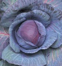 HYBRID CABBAGE, RUBY QUEEN