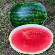 HYBRID WATERMELON, SANDBAR