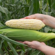 HYBRID SWEET CORN, SEABRIGHT