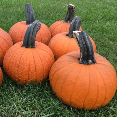 HYBRID PUMPKIN, SECRETARIAT