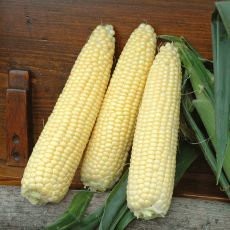 HYBRID SWEET CORN, SEMINOLE GOLD XTRA-TENDER