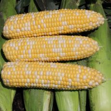 HYBRID SWEET CORN, SKYRAY