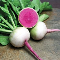 RADISH, STARBURST