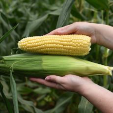 HYBRID SWEET CORN, SUMMER CELEBRATION QUALITY ELITE