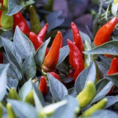 HYBRID PEPPER, SUPER CHILI