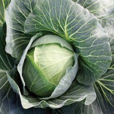 HYBRID CABBAGE, SUPERSTAR