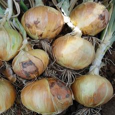 HYBRID ONION, SWEET JALENE