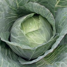 HYBRID CABBAGE, TAURUS