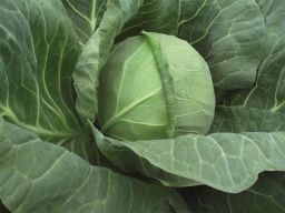 HYBRID CABBAGE, TIARA