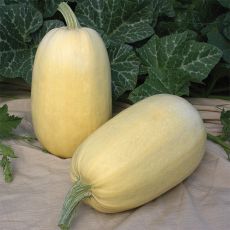 HYBRID SQUASH, TIVOLI