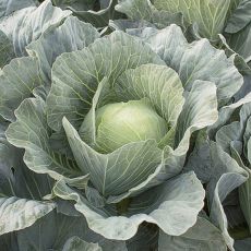 HYBRID CABBAGE, TOPMA RZ