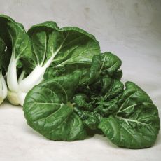 HYBRID CABBAGE, TOY CHOY