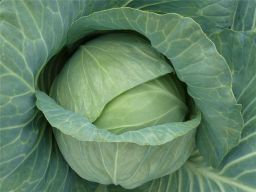 HYBRID CABBAGE, TRANSAM