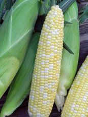 HYBRID SWEET CORN, UTOPIA