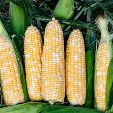 HYBRID SWEET CORN, VENTURE MXR