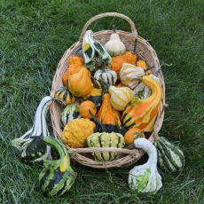 GOURD, WEE WINGS