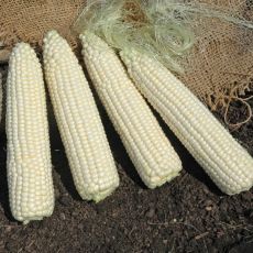 HYBRID SWEET CORN, XTH3174 XTRA-TENDER