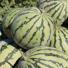 HYBRID WATERMELON, YELLOW DOLL