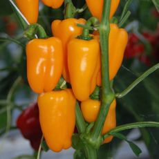 HYBRID PEPPER, YELLOW SWEETIE