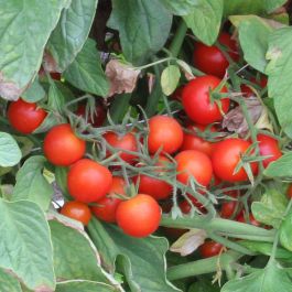 HYBRID TOMATO, BHN 268