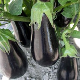 Millionaire Hybrid Eggplant, Eggplant: Vermont Bean