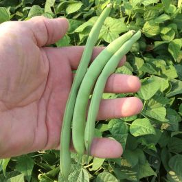Beansページ Amazon.com : Jade Bush Bean Seed (Treated) - 1 Lb - Non-GMO