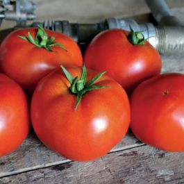 HYBRID TOMATO, RED BOUNTY