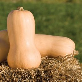 Organic Non-GMO Waltham Butternut Squash - Foto 5