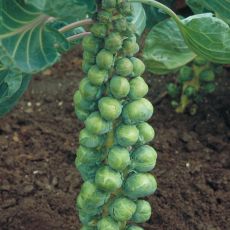 HYBRID BRUSSELS SPROUTS, CONFIDANT