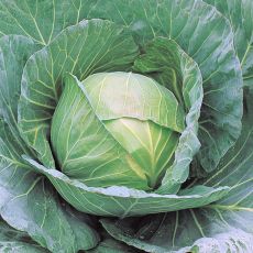 HYBRID CABBAGE, CHEERS