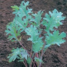 KALE, RED RUSSIAN