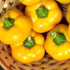 HYBRID PEPPER, YES TO YELLOW!