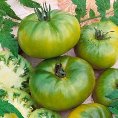TOMATO, AUNT RUBY'S GERMAN GREEN