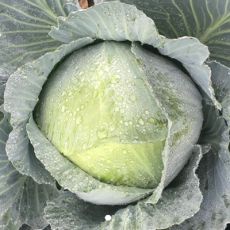 HYBRID CABBAGE, CAMPBELL