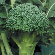 Broccoli Online Catalog