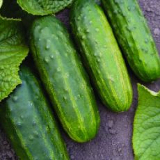 HYBRID CUCUMBER, EXPEDITION