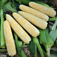 HYBRID SWEET CORN, EXPEDITION XR