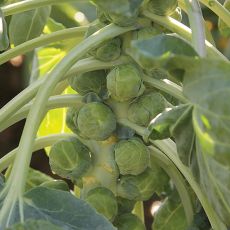 HYBRID BRUSSELS SPROUTS, GLADIUS