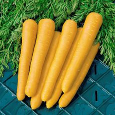 HYBRID CARROT, GOLD NUGGET